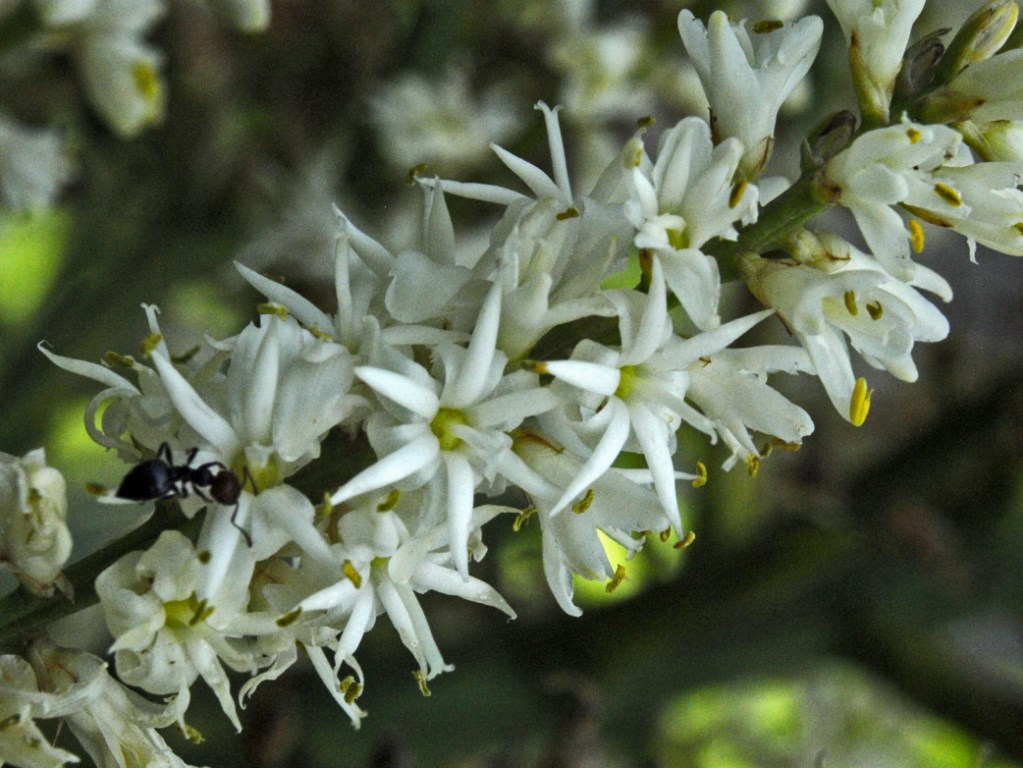 Dei piccoli fiori bianchi.- Cordyline australis